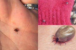 Pabudusios alkanos erkės puola žmones šimtais: viena rūšis – pavojingiausia