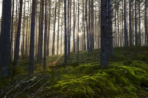 Kaip apskaičiuoti miško kainą?