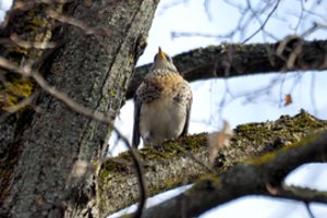 Pasitikime į Lietuvą sugrįžtančius paukščius