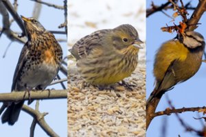 Vilniaus centre paukščiai jau kelia turgų: skubėkite pasidžiaugti