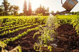 Metas planuoti daržą: ko nepamiršti ir į ką atkreipti dėmesį