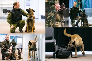 Sprogmenų ieškantys 3 šalių kinologai su šunimis susirinko Lietuvoje: pamatykite iš arti