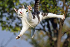 Išsiaiškino, kaip katės išgyvena kritimus iš didelių aukščių