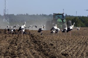S. Skvernelis: ūkininkavimo sąlygos nevienodos, tad nereikia taikyti bendrų taisyklių