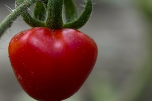 Pirmokams pomidorų augintojams –  pradžiai užteks tiek žinoti     