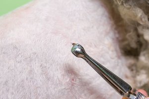 Šunų augintojos Rasos istorija: įkando erkė, ir prasidėjo siaubo filmas