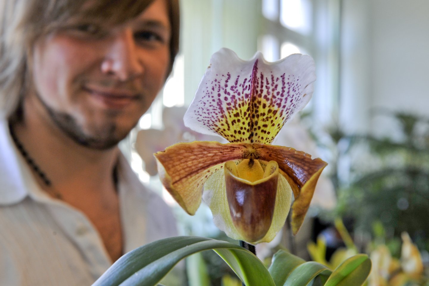 Kai kurios orchidėjos keistenybės ant palangės tampa visiškai suprantamomis.<br>V.Ščiavinsko nuotr.