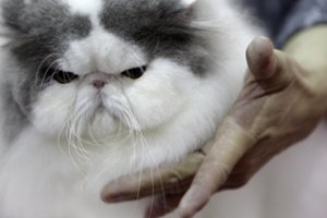 Švelni įspūdingo kailio aristokratė – Persų katė