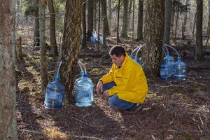 Beržų sulos renesansas – ūkininkai skaičiuoja augančią paklausą ir pardavimus