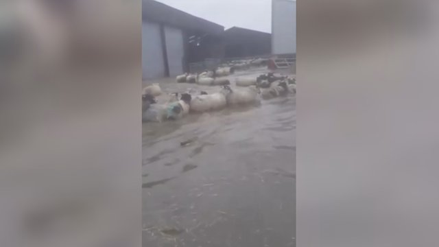 Alinančios stichijos griauna namus: nufilmavo, kaip gyvūnai bėga nuo potvynio