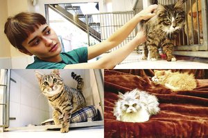 Kaunietės pravėrė namų duris – ten labai retos miaukiančios garbanės