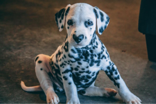 Susipažinkite su nuostabiu dalmatinų veislės šuniuku, turinčiu širdelę ant nosies