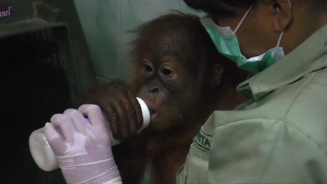 Indonezijoje prieš teismą stojo rusas – bandė išsigabenti orangutangą