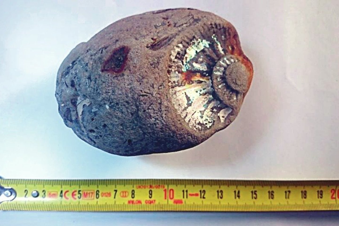 Gintaro rinkėjai pajūryje ties Karkle aptiko prieš milijonus metų gyvenusio galvakojo moliusko liekaną.<br>PRP nuotr.