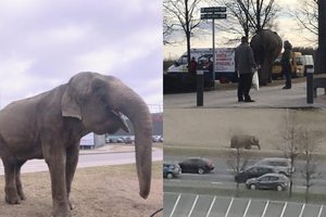 Vilniuje prie „Akropolio“ žmones stebino į laisvę iš cirko ištrūkęs dramblys