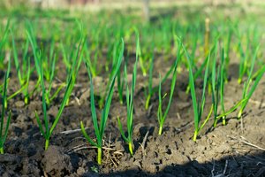 Sėjomaina: paprastos taisyklės pagausins derlių