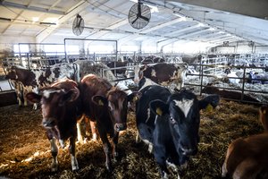 Įvertino: žemės ūkis – perspektyvi verslo sritis