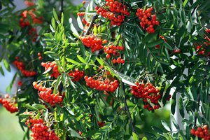 Šermukšnio galios:  kodėl šį medį lietuviai augina savo kieme