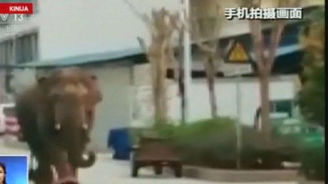 Pasiklydęs dramblys kėlė chaosą vieno Kinijos miesto gatvėse
