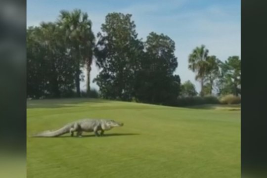 Laisvalaikis golfo aikštyne apkarto – tokio reginio pamatyti nesitikėjo 