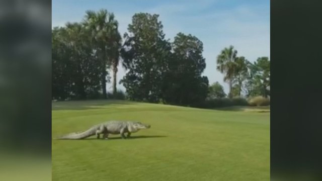 Laisvalaikis golfo aikštyne apkarto – tokio reginio pamatyti nesitikėjo 