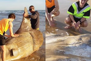 Į krantą išplautą daiktą aptikę žvejai pamanė, kad tai laivo nuolauža, kol nepriėjo arčiau