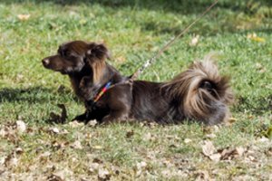 Šunų šeimininkų sąmoningumas auga: turime kuo pasidžiaugti