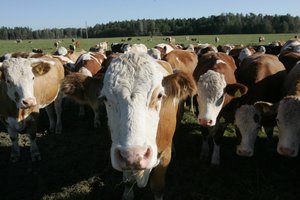 Gyvulininkystės ūkiuose pradedamos patikros