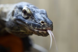 Policija sulaikė devynis žmones, kurie vertėsi itin retų ir nykstančių gyvūnų kontrabanda