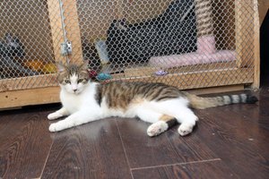 Su Agurkinių gauja sietas kaunietis itin žiauriai nukankino katę: sutrupino kaulus