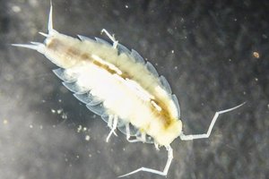 Astronautai atrado naują gyvybės rūšį