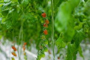 Parduotuvių lentynas pasiekė švieži lietuviški pomidorai – kainos kai ką vers nusigręžti  