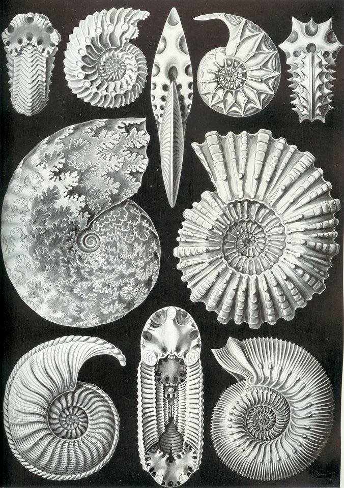  Prieš milijonus metų gyvenę galvakojai moliuskai.<br> Wikipedia nuotr.