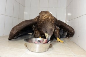 Į Raudonąją knygą įrašyto sužeisto paukščio likimas pakibo ant plauko