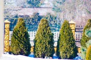 Kiek nedaug tereikėjo sužinoti, kad kieme tujos augtų vešlios ir žalios