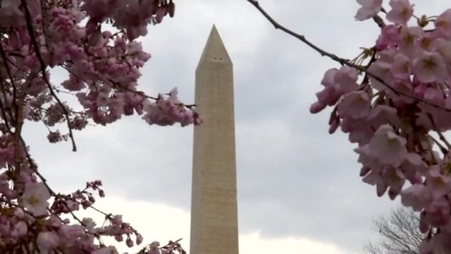 Vašingtone pražydo sakuros: minios žmonių plūsta pasidžiaugti