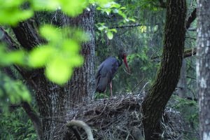 Juodiesiems gandrams išsaugoti – nauji dirbtiniai lizdai