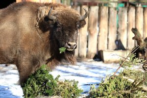 Lietuvos zoologijos sode – milžinai iš Vokietijos