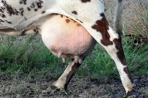 Vasarį didėjo pieno supirkimo kainos