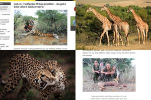 Į Afriką nuvykę lietuviai šaudė žirafas ir gepardus: egzotiniai gyvūnai krito vienas po kito 