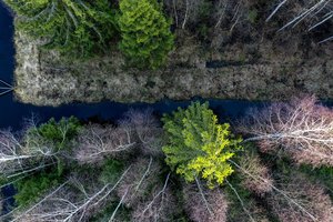 Siūlo paramą investicijoms į miškininkystės technologijas