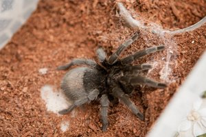 Filipinų muitininkai konfiskavo iš Lenkijos atskraidintą 757 vorų paukštėdų siuntą