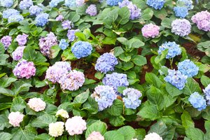 Du paprasti dalykai – ir puošnioji hortenzija šiemet žydės lyg pamišusi