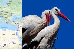 Lietuviškų gandrų poros neišskyrė net mirties kelias – abu grįžo į tą patį lizdą