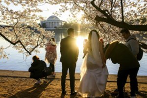 Nuo žiedų gausos jau svyra sakurų šakos: tobulą reginį išvysti plūsta romantikai