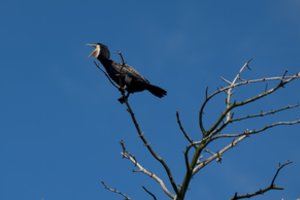Neringoje – žmones supykdžiusių paukščių populiacijos reguliavimo darbai