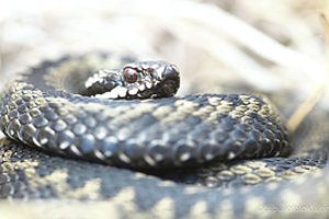 Lietuvos raistuose jau šildosi prabudusios nuodingosios angys