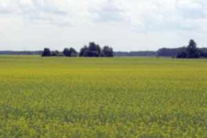 Netrukus prasidės kasmetis pasėlių deklaravimas