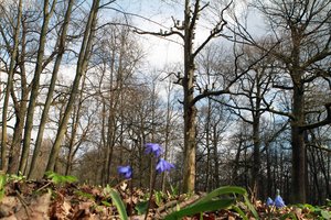 Saugotini vabalai „lėmė“ kardinalius Kauno ąžuolyno pokyčius – įrengs nematytą apsaugą