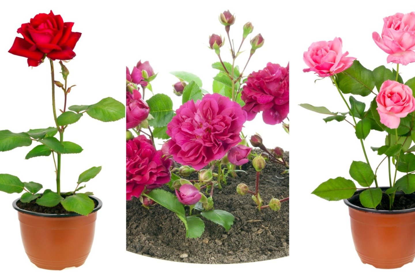 Užsiauginti rožių naminiuose vazonuose ne taip ir sunku, prireiks vieno svarbaus dalyko.<br>123 rf nuotr.